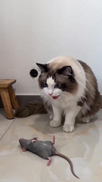 #AI屁熏老鼠趣事 #随变ai随便玩