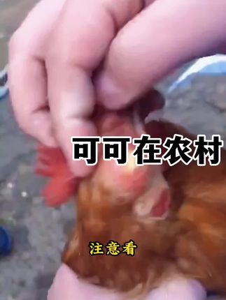 #养鸡 #鸡鸭鹅养殖 #养鸡技术