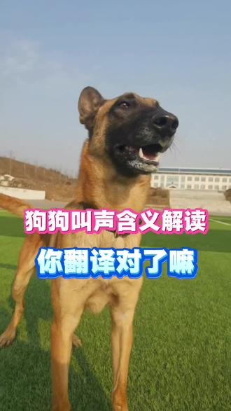 狗狗叫声含义解读#狗狗#养狗人#养狗知识#新手养狗#养狗小妙招