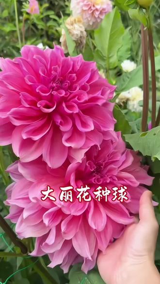 大丽花也太惊艳了!花大色艳,花瓣层层叠叠,往阳台庭院一放,氛围感瞬间拉满~
种球饱满健壮,埋土浇水就能活,新手也能轻松养到爆花,多年生年年复花,省心又耐看。
爱养花的朋友,千万别错过这款颜值与好养并存的大丽花种球,把整个春天都搬回家
#好看的花一定要分享给你 #大丽花 #大丽花种球 #种球花卉