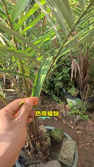 蛇皮果果树大树#蛇皮果#蛇皮果种植#蛇皮果苗#绿植#热带绿植