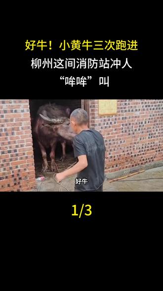 好牛!小黄牛三次跑进柳州这间消防站冲人“哞哞”叫,牛主人找来