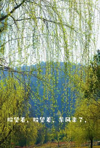 朱自清《春》:春天像刚落地的娃娃,从头到脚都是新的,他生长着 。春天像小姑娘,花枝招展的,笑着,走着 。春天像健壮的青年,有铁一般的胳膊和腰脚,他领着我们上前去 。#朱自清#朱自清《春》#热爱#憧憬#平平淡淡的生活