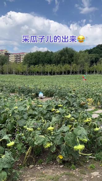 #原创视频 #丰收季 向日葵花海没了,剩下这些瓜子儿😂