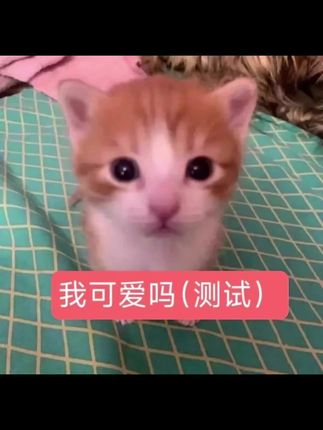 小茂密就这个萌#小猫咪#萌物小茂密表情包