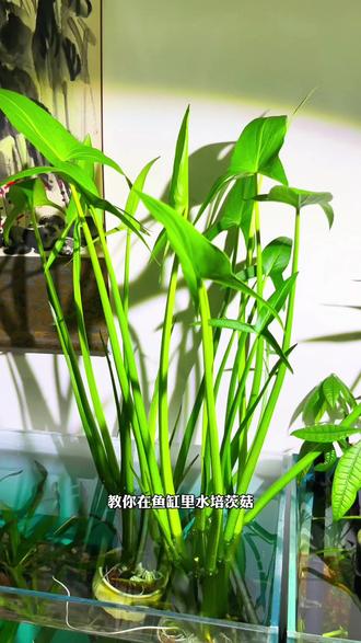 鱼缸水培茨菇特别简单,茨菇长得快又好看,还能增氧除油膜#水培茨菇#鱼缸造景 #茨菇 #好物推荐🔥 #养鱼人