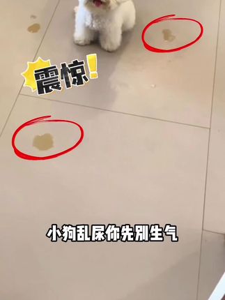 狗狗尿垫推荐#宠物尿垫#新手养宠#萌宠好物#狗狗尿垫#狗狗