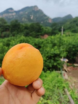 正宗北京平谷大桃,黄油桃新鲜水果,现摘现发农家肥栽培口感出众。#黄油桃 #平谷大桃 #黄金桃 #桃子新鲜水果