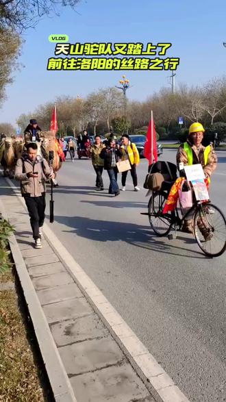 #出行的骆驼队#来自东天山的驼队在茯茶镇休息一晚后又踏上了前往洛阳的丝路之行,从天山走到这里走了三个多月每天行程三十公里左右,今晚可能入住高陵,然后经渭南潼关抵达洛阳。