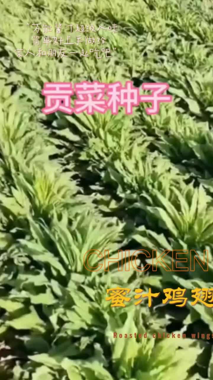 【贡菜种子】四季种植盆栽地栽阳台小院种植#贡菜 #农业种植 #优质农产品 #蔬菜种子