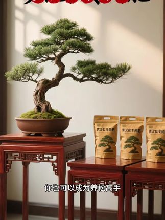 养罗汉松总发愁状态不好?快试试这款罗汉松专用肥!, 它可是罗汉松的“专属能量包”,针对罗汉松生长特性精心调配。富含多种营养元素,就像给罗汉松开了个营养小灶。, 用了它,能快速被根系吸收,让叶片翠绿油亮,枝干愈发粗壮,轻松养出造型优美、生机勃勃的罗汉松。无论是庭院里的“镇宅之宝”,还是室内的精致盆栽,这款肥都能让罗汉松活力满满。别再让你的罗汉松“营养不良”啦,快入手!#罗汉松专用肥 #罗汉松专用营养液 #罗汉松专用肥料 #罗汉松 #种植小技巧