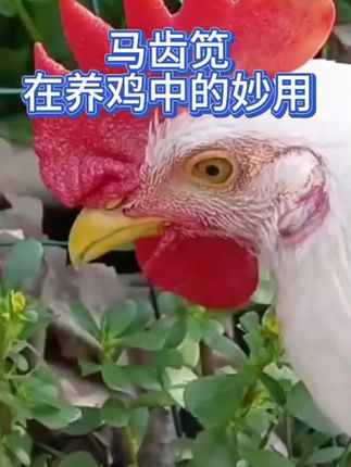 #养鸡小妙招#养鸡技术#养鸡场