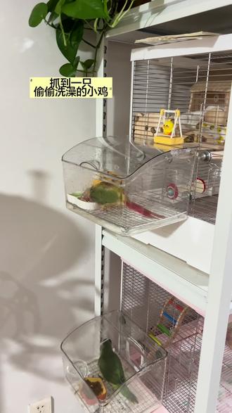 难怪这俩天水怎么喝那么快,而且食盒上面还到处都是水印,原来是他在偷偷洗澡😂#小太阳#外挂食盒#每一只鹦鹉都有自己的性格 #小鸡鹦鹉
