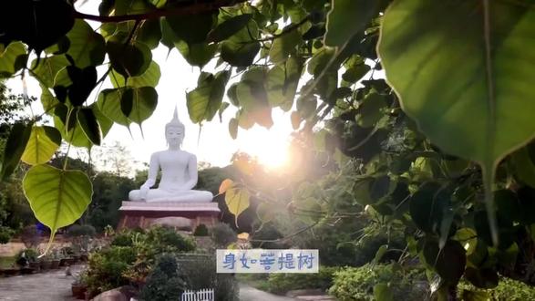 #禅悟人生 神秀说:“身是菩提树,心如明镜台,时时勤拂拭,勿使惹尘埃。”
惠能说:“菩提本无树,明镜亦非台,本来无一物,何处惹尘埃。”