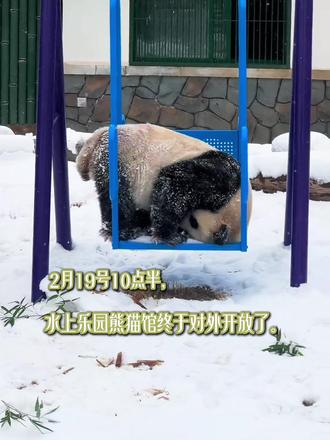 乌鲁木齐大熊猫终于要和大家见面啦!门票需要预约!才20多!#乌鲁木齐大熊猫 #新疆大熊猫 #大熊猫德瑞宝元 #水上乐园大熊猫
