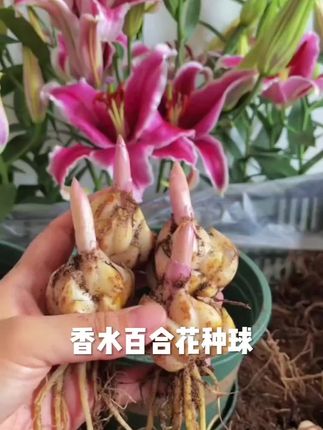 冰美人重瓣百合【养死包赔】重瓣进口种球庭院阳台花卉带根芽浓香#香水百合种球