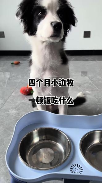 狗狗吃鲜食的好处
#纯爪之愈 #纯爪之愈宠物鲜食 #边牧 #萌宠