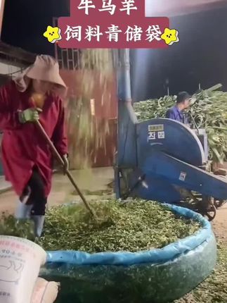 青储袋青储饲料发酵袋,青贮塑料袋,加厚加大蓝色打包袋牛羊牧草袋#助力三农 #牛羊养殖 #抖音助农 #养殖好帮手