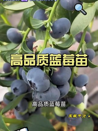 高品质蓝莓苗,助您轻松打造蓝莓果园!#优质农产品 #三农 #蓝莓树苗