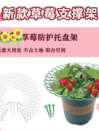 草莓支架托盘园艺用品家庭阳台种植太阳花盆栽苗果实支撑架#种草莓 #在家种菜 #花卉绿植 #花卉基地 #种植小技巧