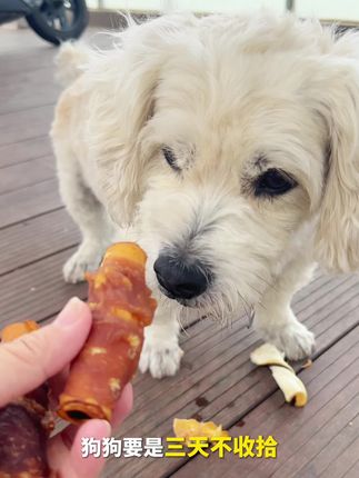 狗狗在家爱拆家,快来给狗狗安排这一款鸡肉牛皮解馋,磨牙棒吧#狗零食 #宠物小零食 #狗狗解馋零食 #狗磨牙棒 #宠物食品