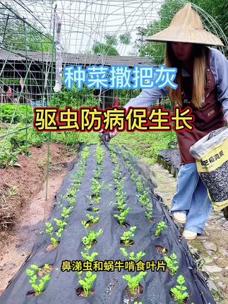 种菜离不开这把灰,不但可以防病防虫,还可以活化土壤提质增产#在家种菜 #稻壳炭 #草木灰 #种菜肥料推荐 #我的乡村生活