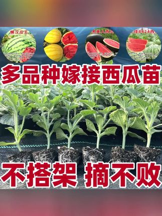 嫁接西瓜苗8424麒麟瓜四季种植高产早熟盆栽阳台露天南方苗秧春季#麒麟西瓜苗 #家庭种植 #西瓜种植 #三农