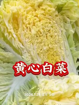 #种菜小技巧 #在家种菜 #蔬菜种子#黄心白菜
