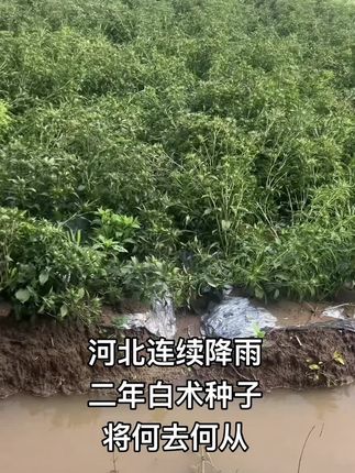 #暴雨来袭 #白术 #二年白术种子