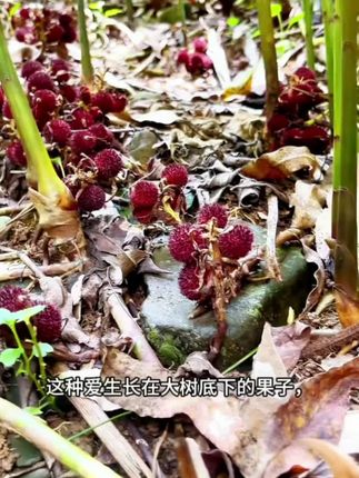 #强烈推荐 春砂仁制作方法