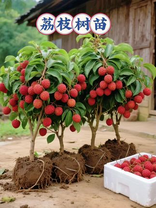 #无核荔枝树苗 #荔枝树苗 #嫁接荔枝树苗 #无核荔枝苗 #果树苗