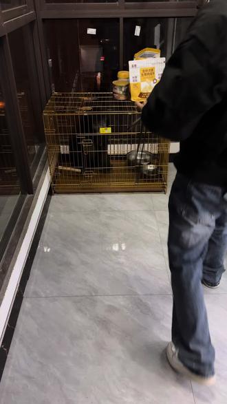 狗狗独处训练,学会独处,避免分离焦虑#训犬#狗#泰迪#巨贵