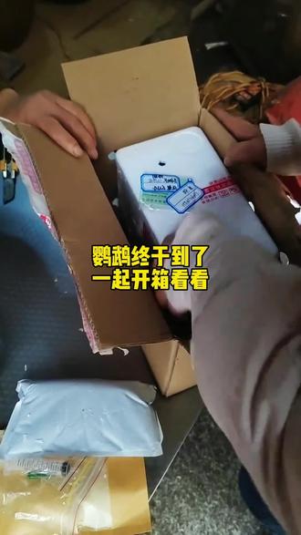 网购的鹦鹉到了,大家看看怎么样 #开箱视频 #网购鹦鹉 #拆箱视频 #真实生活记录