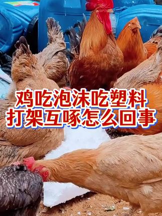 鸡吃泡沫吃塑料,怎么回事呢?#散养土鸡 #养鸡 #养鸡场 #农村养殖
