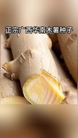 黄心木薯苗 不用泡水的新品种,抗旱抗病害虫害,不用管理#木薯 #黄心木薯 #好物推荐 🔥 #广西黄心木薯 #木薯种苗