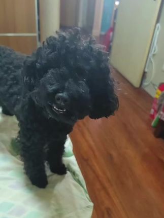 毛孩子太机灵了啥都明白