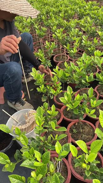 栀子花棒棒糖就是这样培养的哦!#园艺爱好者 #栀子花