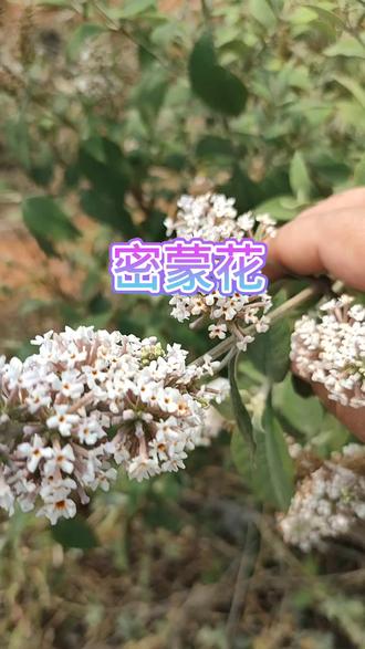 密蒙花用处多多#你的家乡有这种植物吗