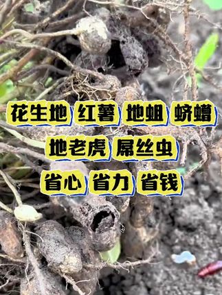 #花生地下害虫 #地下害虫克星 #地蛆#地老虎#金针虫