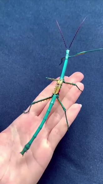 竹叶虫有你认识几种,#昆虫世界 ##你见过吗 #奇趣自然