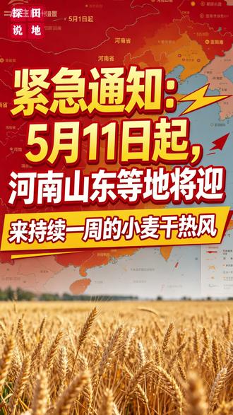 紧急通知农乡们! 第一波干热风马上登陆,这种情况咱们必须要提前预防!#小麦 #干热风 #农业科普 #高温预警 #新农人