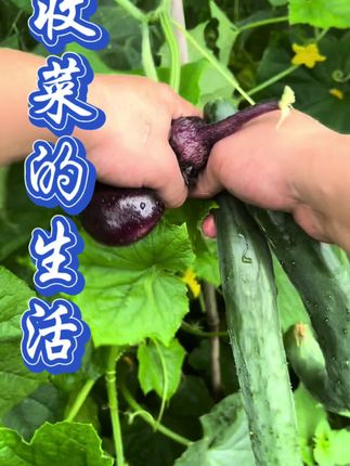这就是回村一天的生活。#返乡创业新农人 #农产品 #小园菜 #农村生活