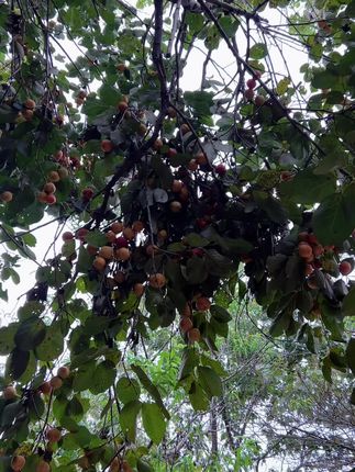 满山的柿子加板栗🌰✌️✌️✌️@DOU+小助手
