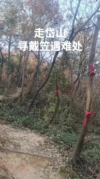 住岱山,自然要去看看岱山戴笠遇难处。
从抖音中寻找了攻略,坐94路公交到岱山南路总站西下,走到安嘉东苑保障房。过铁路桥,东走百米,有路标“登山起点”。开始爬第一坐山叫“𦱿山”,初较陡,不久就平坦些,有一深坑,大概是矿坑遗址。又遇红色字样“绝情谷”,还有一池塘,山路紧挨池塘边,一不小心容易坠入其中。沿途树上都系着红丝带,什么“南京雨花户外群”“寻美雨花”“阿弥陀佛”,根本不会迷路,再说这条路已成网红打卡路,驴子络绎不绝。不知为什么这次登山,感觉很不好,有点头昏气闷,可能是昨晚没睡好原因,不得不坐下休息。南京驴子很友好,有好心的劝我“不行就别爬”“有事喊我们”,还有的怕我低血糖拿出糖。不久就到了𦱿山最高处——刀石峰。这里是极佳的观日落处,远处保障房历历在目。下山路缓缓而下,山底是垂柳山庄,𦱿山约一个半小时。之后开始爬岱山,遇分叉口就往右拐,路上许多锯断的树木,需侧身,前有水泥路,可见早年已开发,路边有蓝色牌子“戴笠遇难处”指引。绕一段陡坡,不久就到了戴笠坠机处。立有石碑,模糊辨出中间字“雨农将军殉难处”,左边“民国三十五年三月十七日”,右刻“吴稚辉题”。吴稚辉是民国政治家、教育家、书法家,蒋介石的主要支持者之一,他最遭人唾弃的就是加害陈独秀之子陈延年。戴笠原名戴春风,字雨农,浙江人,黄埔出身,任国民党军统局局长,权势炙手可热,是民国时期最具影响的人物。戴笠领导的军统在抗日战争期间实施大量针对日伪汉奸的刺杀行动,同时也屠杀许多共产党人。1946年,戴笠乘专机由青岛飞往南京途中,因天气恶劣转降失事,于南京西郊岱山坠机,机上13人全部遇难,戴笠尸落困雨沟。民间有宿命论说法:“戴笠死岱山,雨农困雨沟”。其死因至今众说纷纭,历史谜团淹没在红尘中,不作追究与评价。继续登山,有一民国遗迹,类似碉堡,其实是航标底座,在这里可以眺望牛首山。前行几分钟就到了岱山山顶——金顶,我在山顶处留影纪念。接着是很长的下坡路,遇到陡峭处,南京驴子很贴心,沿途拉了绳子,可援手而下,其实也可以拉着树条而下。路上有一网红树,粗大枝干横着长,又遇到一大石壁,上书“南京”。下得山来有一片绿油油菜地,通过菜地栅栏,没想到路边还有“长春真人墓”。走近点瞧瞧,又叫刘渊然墓,是明朝早期道教领袖砖墓室,其实这个墓本不在此处,是附近开发保障房迁来的。再走几米就到了起点。绕一圈全程五公里,约三小时。