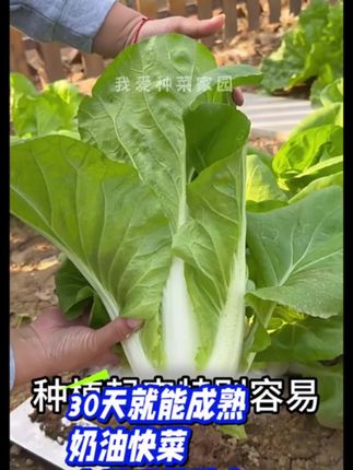 奶油白菜 好吃速生 脆嫩香甜好吃的白菜#奶油快菜 #种子 #蔬菜种子 #种植小技巧 #小菜园