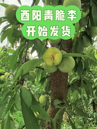 家乡李子熟了#土特产走出大山