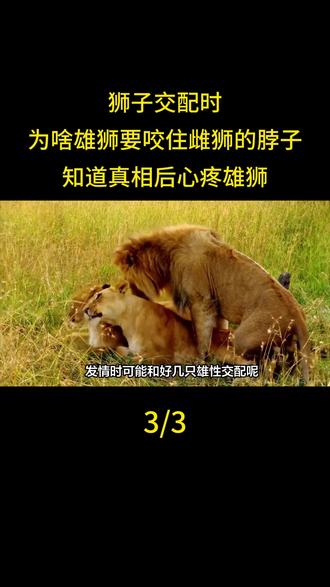 狮子交配时,为啥雄狮要咬住雌狮的脖子,知道真相后心疼雄狮