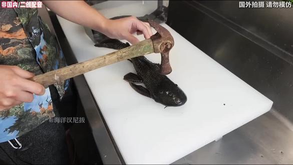 本期汉尼拔解剖课邀请的是豹纹翼甲鲶
对俗名是清道夫的纯粹红蛋 #解剖 #清道夫 #清道夫鱼