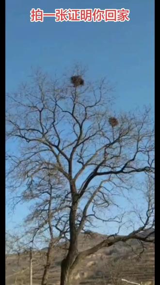 人生如树~树如人生🏮🏮春夏秋冬~花开花落🌹🌹🌹🌹