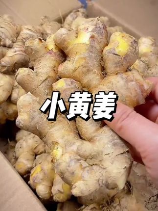 湖南山地小黄姜#小黄姜 #生姜 #姜 #优质农产品 #现挖现发